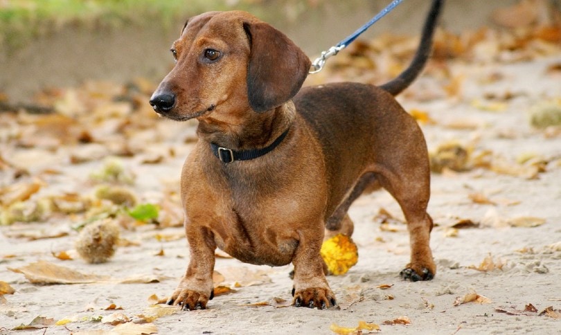 dachshund on a leash walking