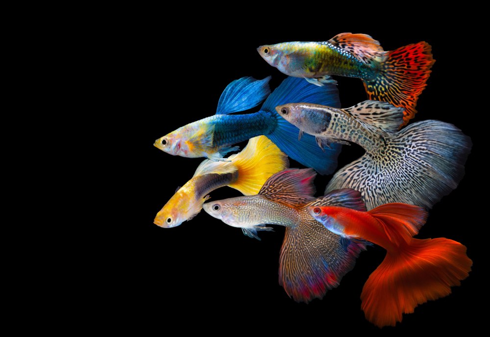 different types and colors of guppy rainbow fish