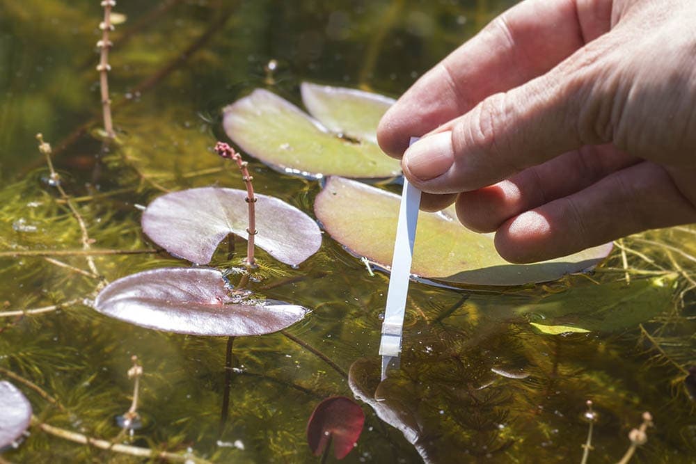 dipping pH test strip on pond