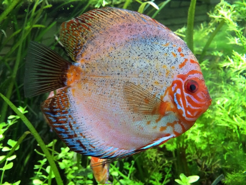 cá đĩa trong hồ thủy sinh