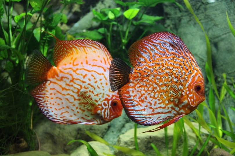 discus fish in aquarium