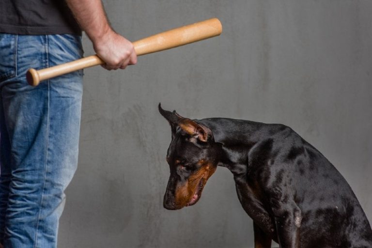 How to Get an Abused Dog to Trust You 10 Tips and Tricks Hepper