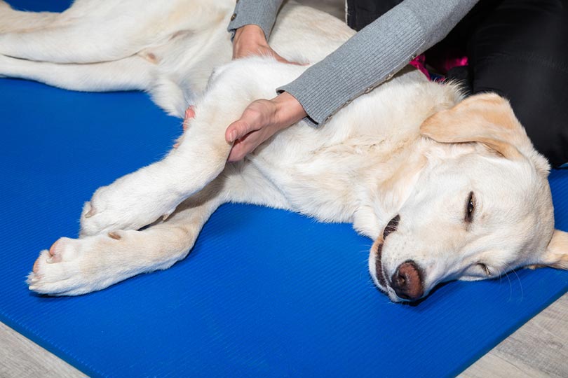 dog gets massage treatment