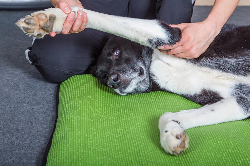 dog getting physical therapy