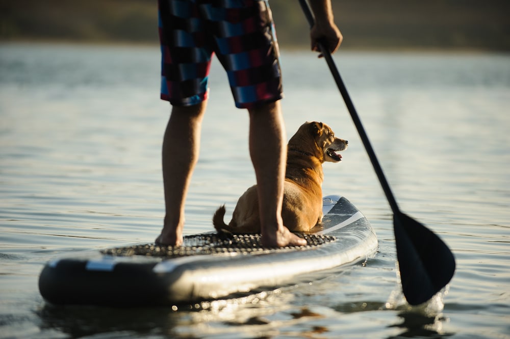 Dog on paddleboard with owner