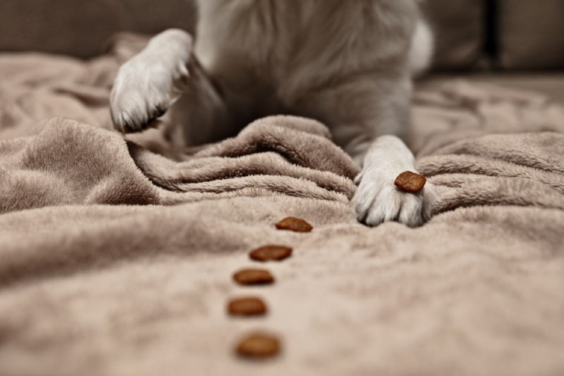 dog owner making a treat trail for dog's training