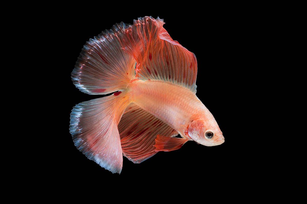 Double Tail Betta Fish: Care Guide, Varieties, & Lifespan (With