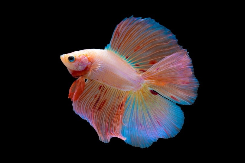 Double Tail Betta Fish: Care Guide, Varieties, & Lifespan (With Pictures)