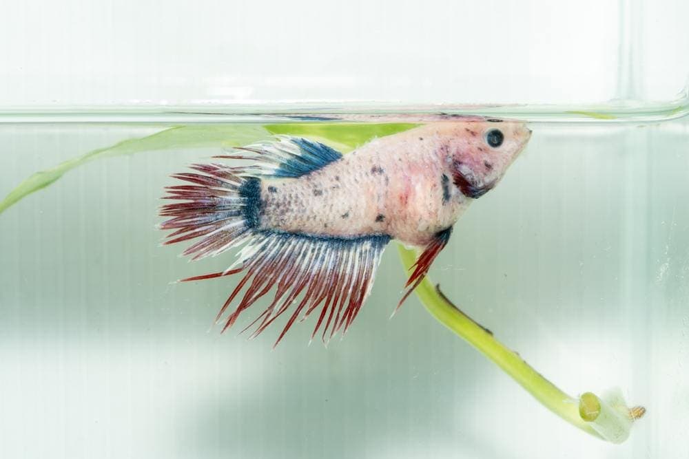 Why Does My Betta Fish Have A Big Belly? What You Need To Know!