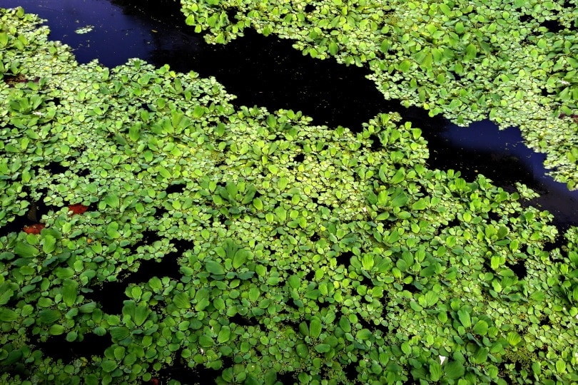 duckweed in pond