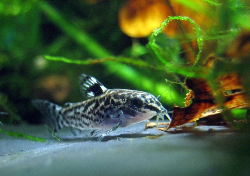 dwaf corydoras