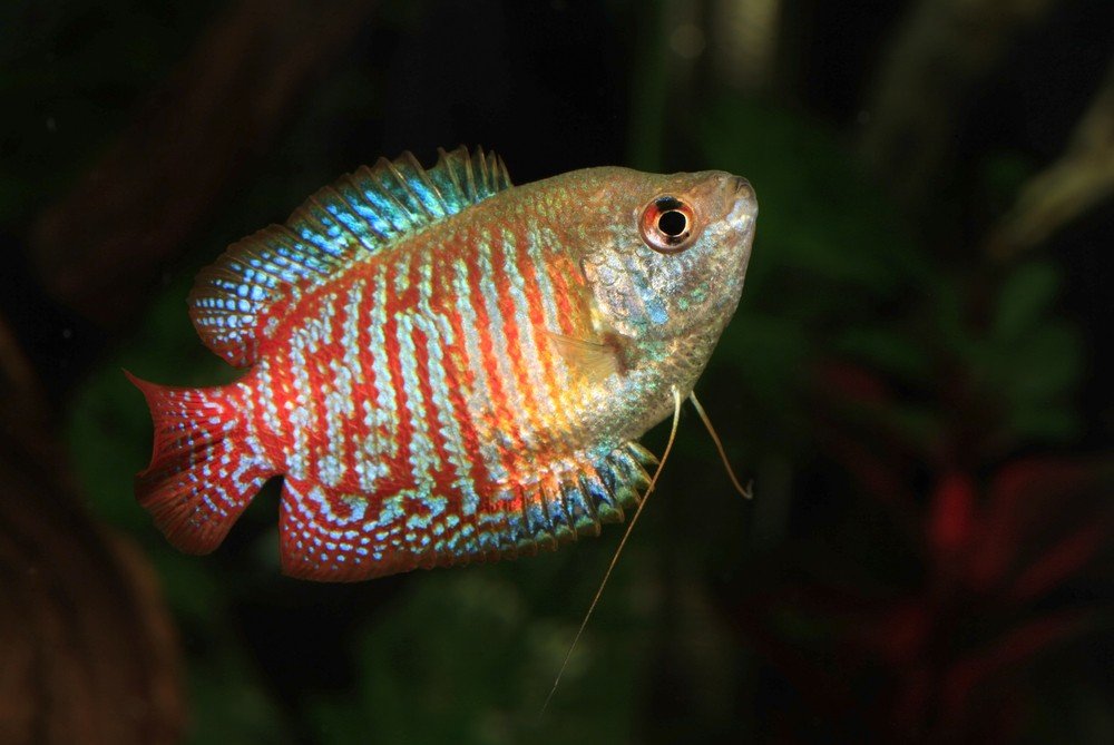 dwarf gourami close up