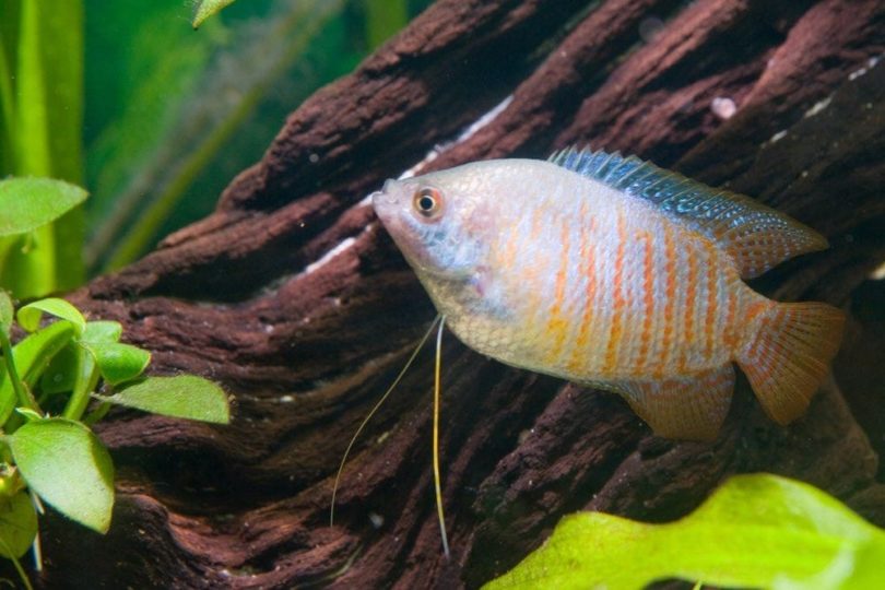 Dwarf gourami