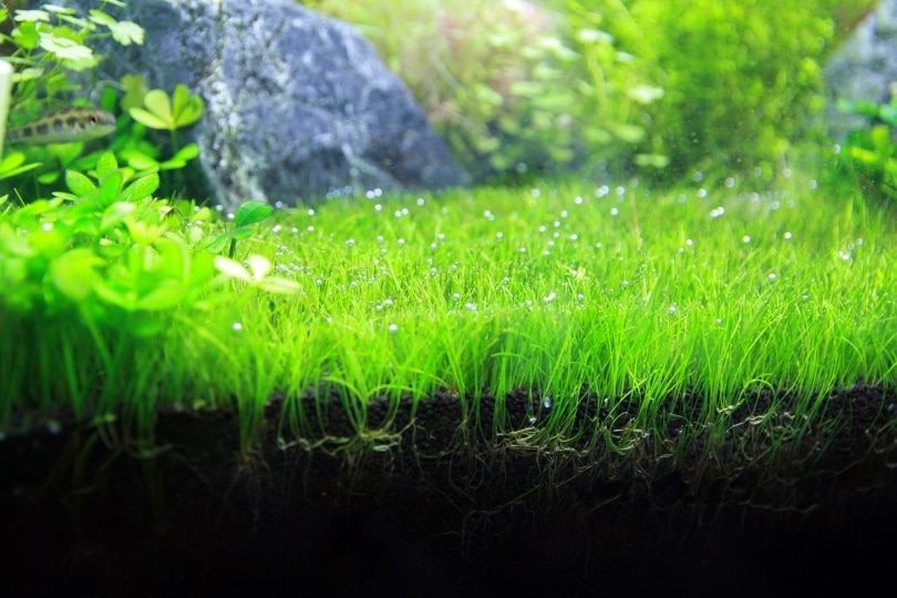 dwarf hairgrass aquatic plant
