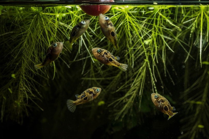 dwarf pufferfish in aquarium