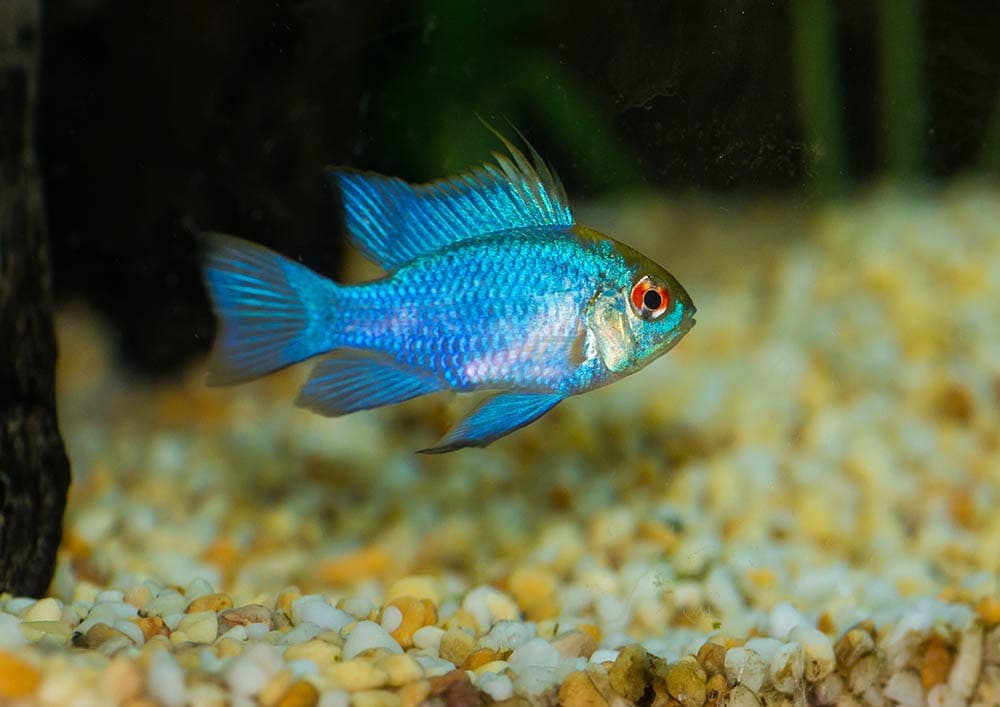 electric blue ram cichlid