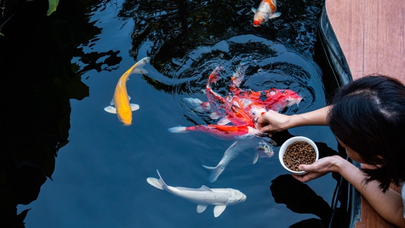 feeding koi fish