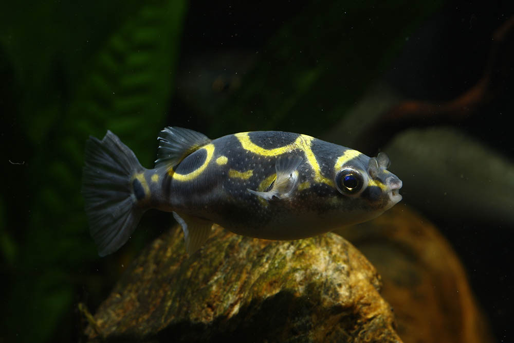 Figure 8 Puffer in aquarium