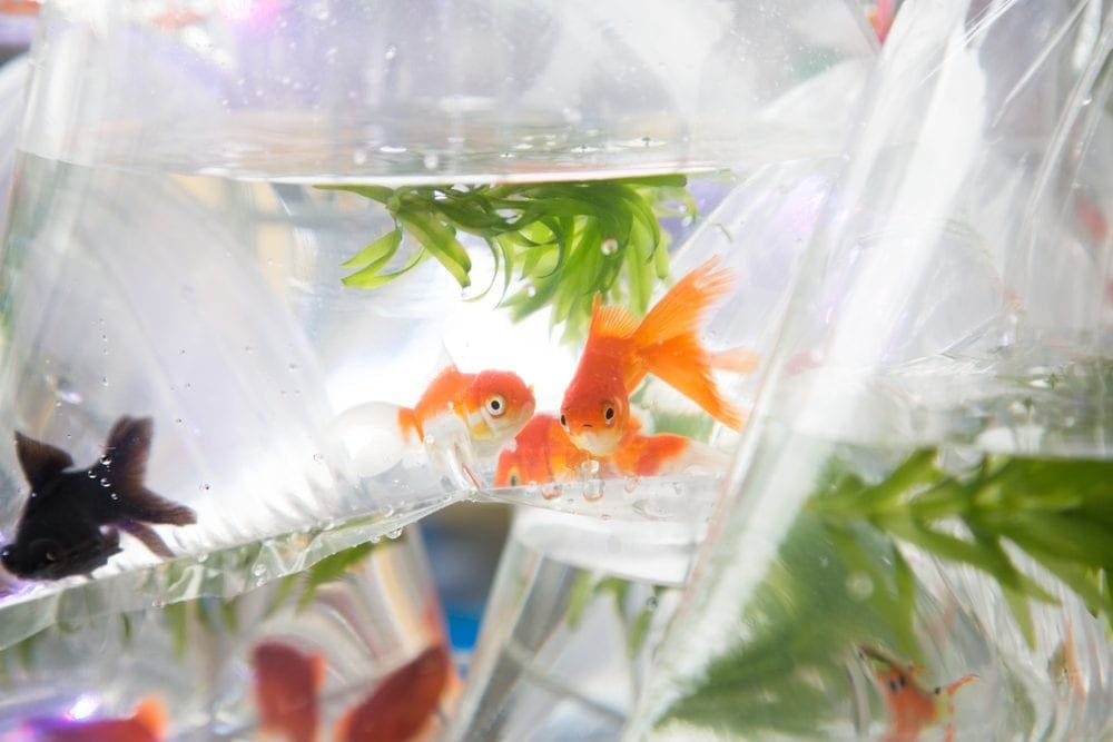 How Long Can Fish Live In a Bag? Vet-Approved Facts & Care Tips