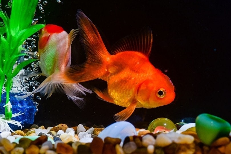 fish-in-the-aquarium_Chaikom_shutterstock