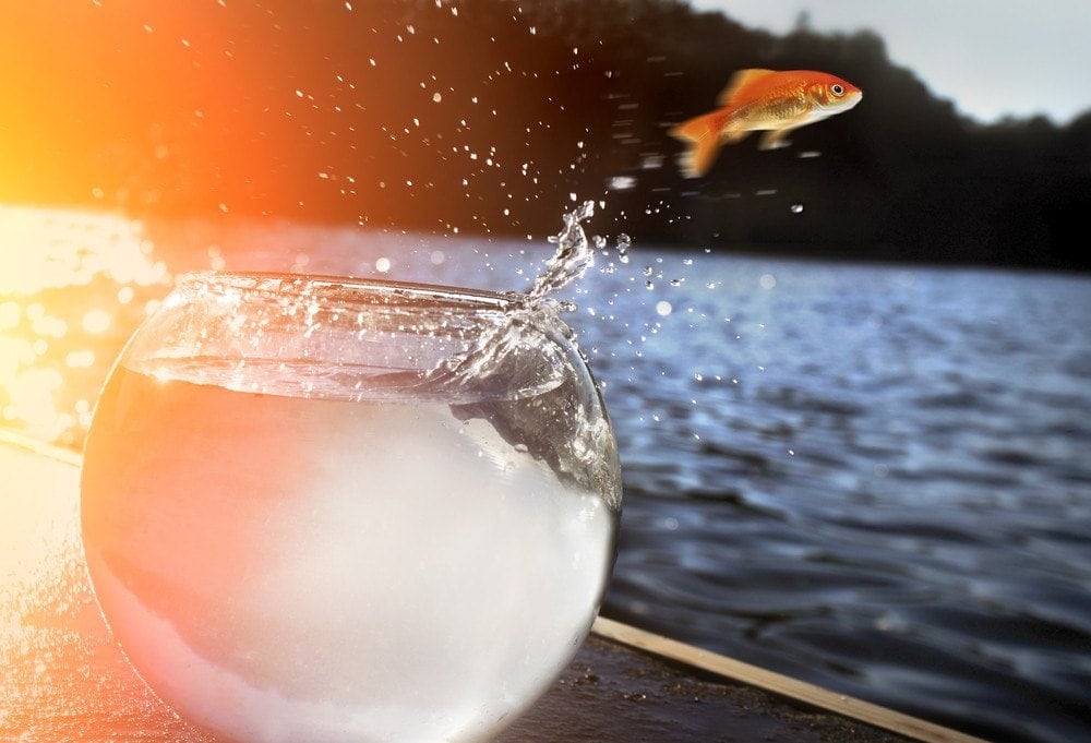 fish jumping out of bowl