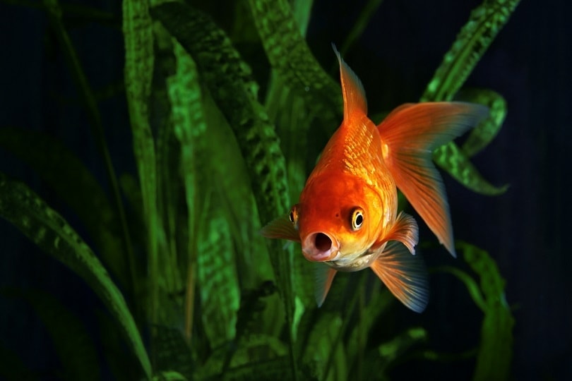 cá-trên-nền-của-thực-thủy_Mirek-Kijewski_shutterstock