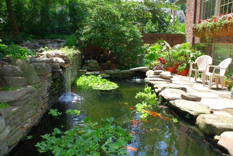 fish pond back yard