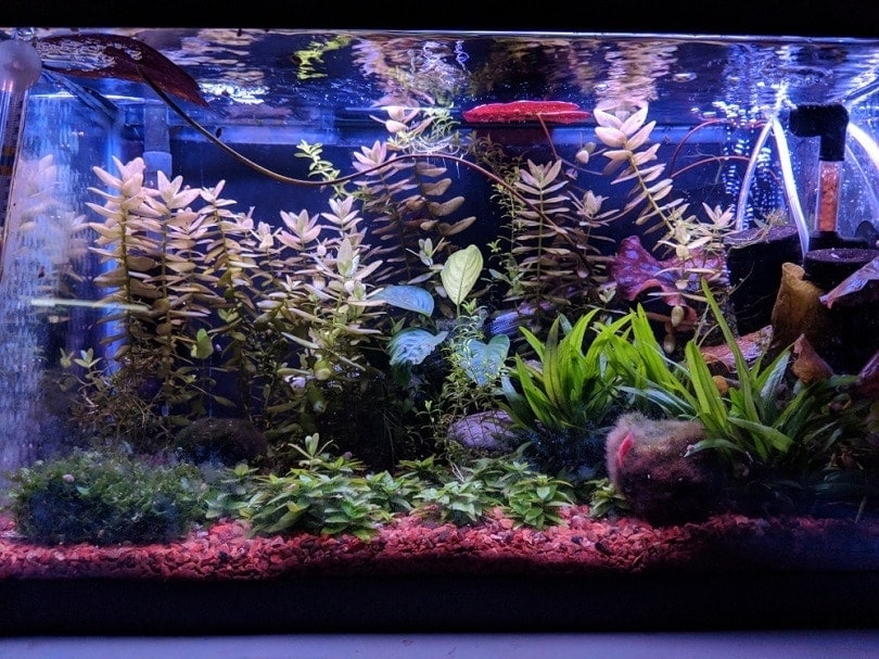 fish tank at night