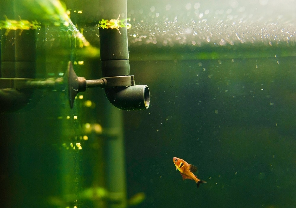 fish tank filter pipe and little fish