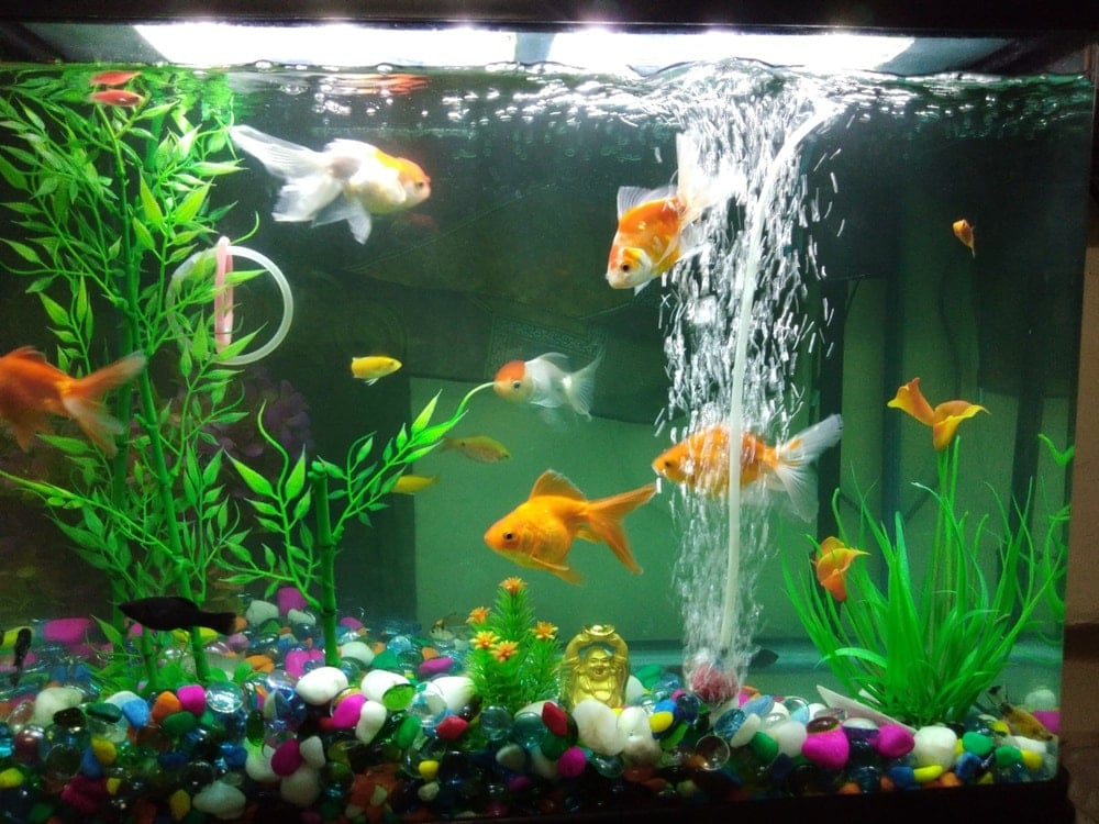 How to Prime a Fish Tank Filter in 1 Simple Step!