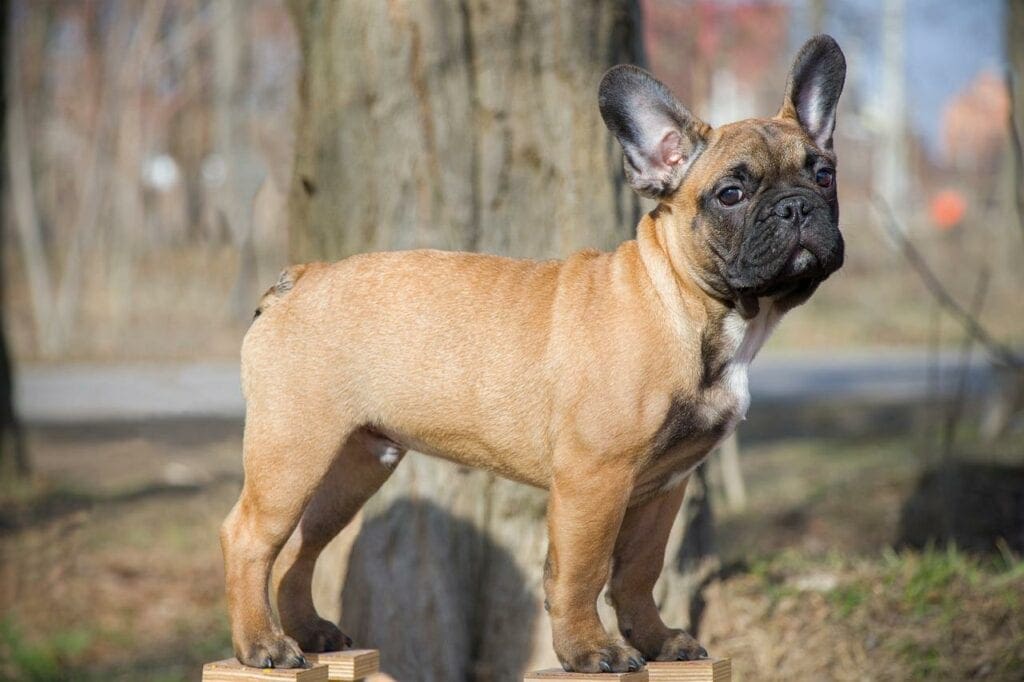 french bulldog standing on wood outdoors