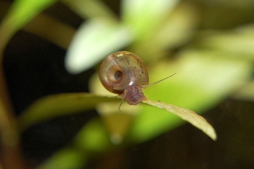 freshwater snail in aquarium