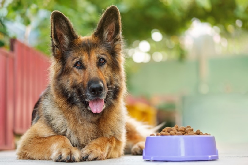 german shepherd lying near food bowl