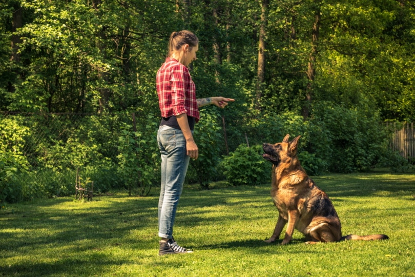 german shepherd training outdoor