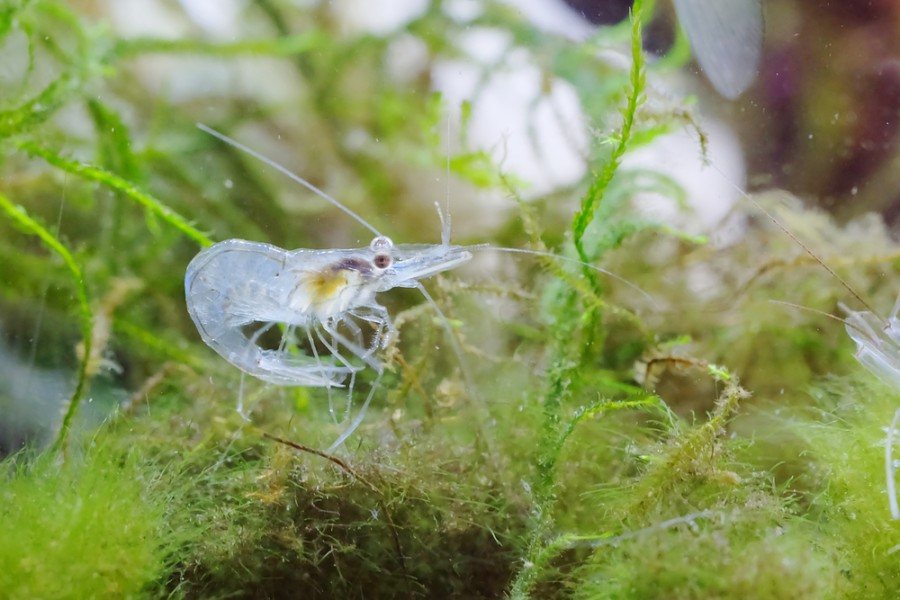 ghost shrimp