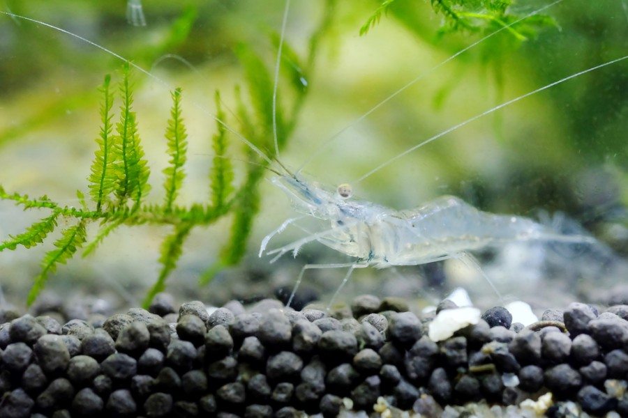 ghost shrimp Nicholas Toh, Shutterstock