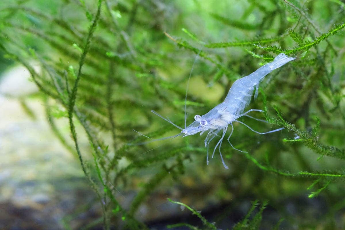 Do African Dwarf Frogs Eat Ghost Shrimp? Vet-Approved Compatibility