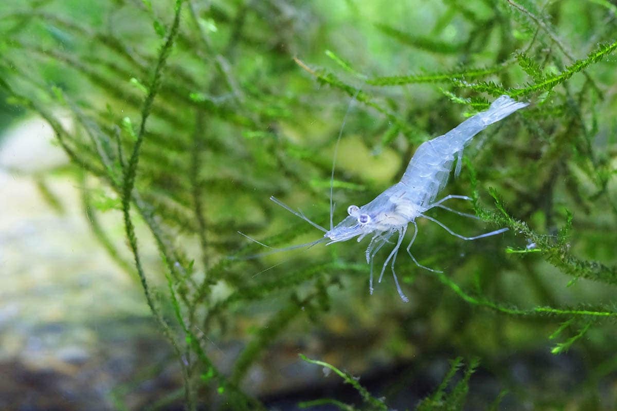 10 Great Tank Mates for Ghost Shrimp: Compatibility Guide 2024