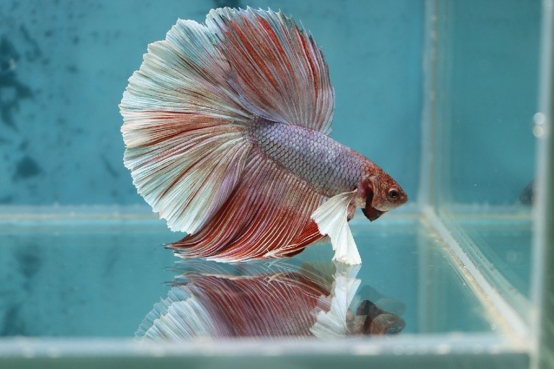 Giant 2025 betta care