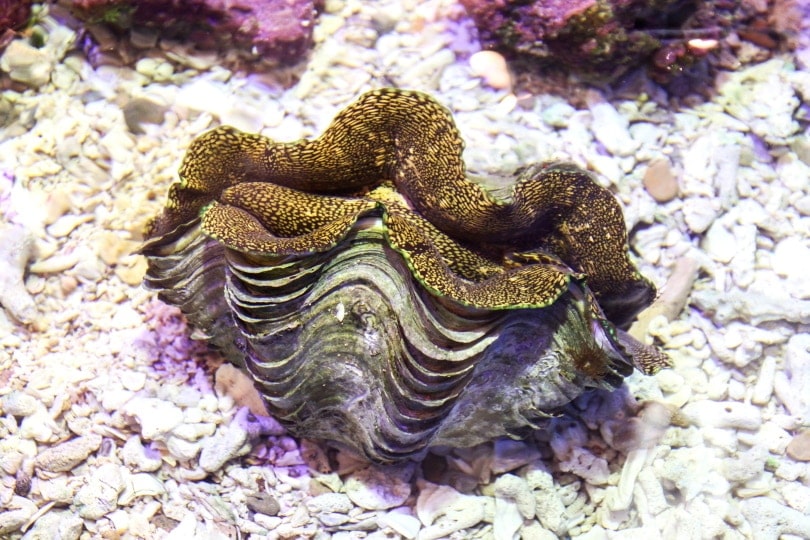 giant clams in aquarium