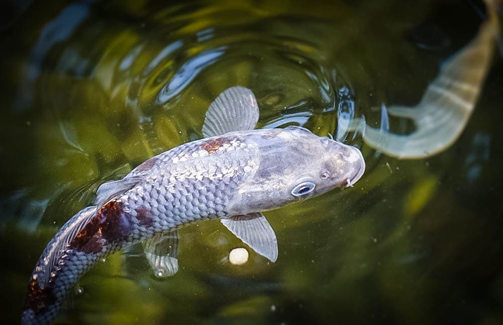 cá koi ginrin