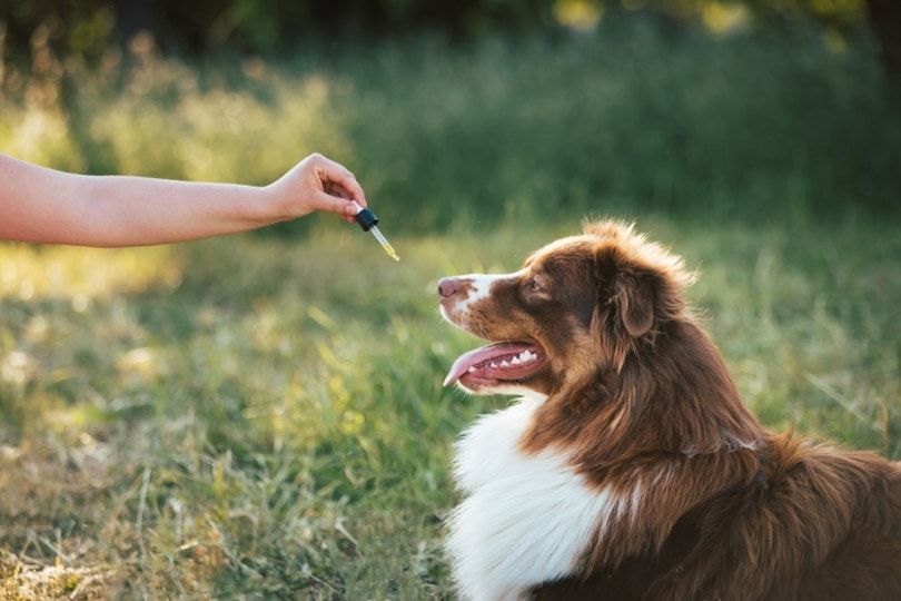 giving CBD oil to dog