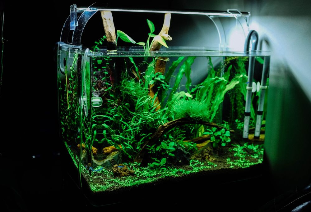 glass aquarium tank