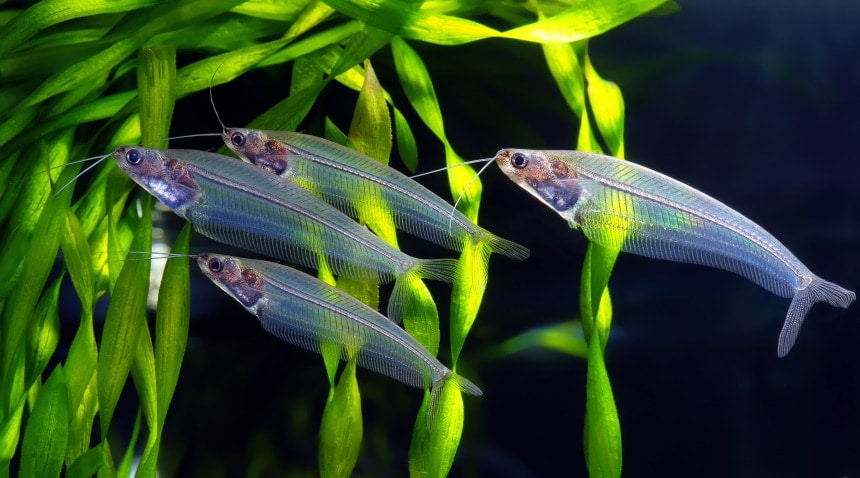 glass catfish in aquarium