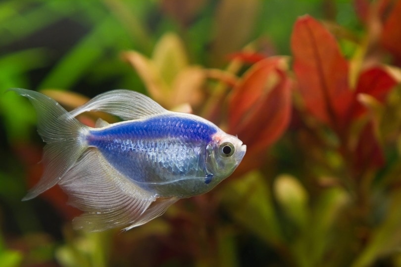 glofish black tetra in aquarium