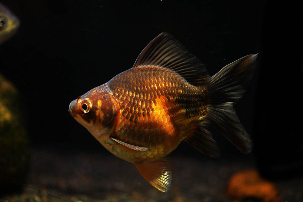 gold and copper sabao goldfish