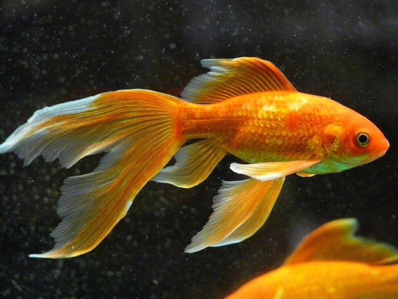 gold fish