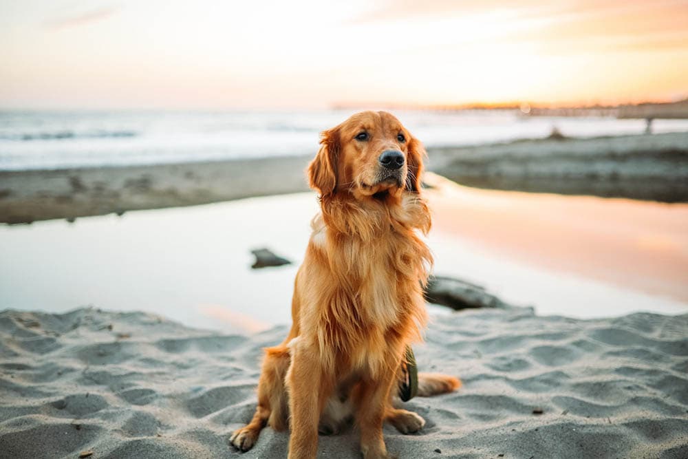 golden retriever at the beach