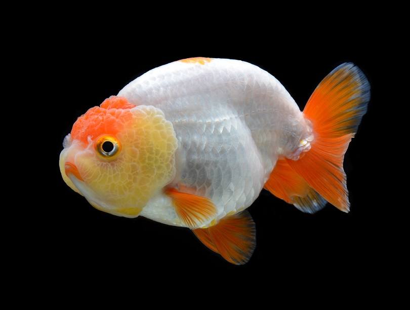 goldfish Ranchu_bluehand_shutterstock (2)