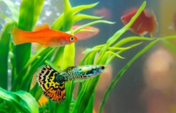 goldfish and guppy in tank